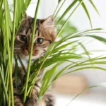 Are Spider Plants Toxic to Cats?