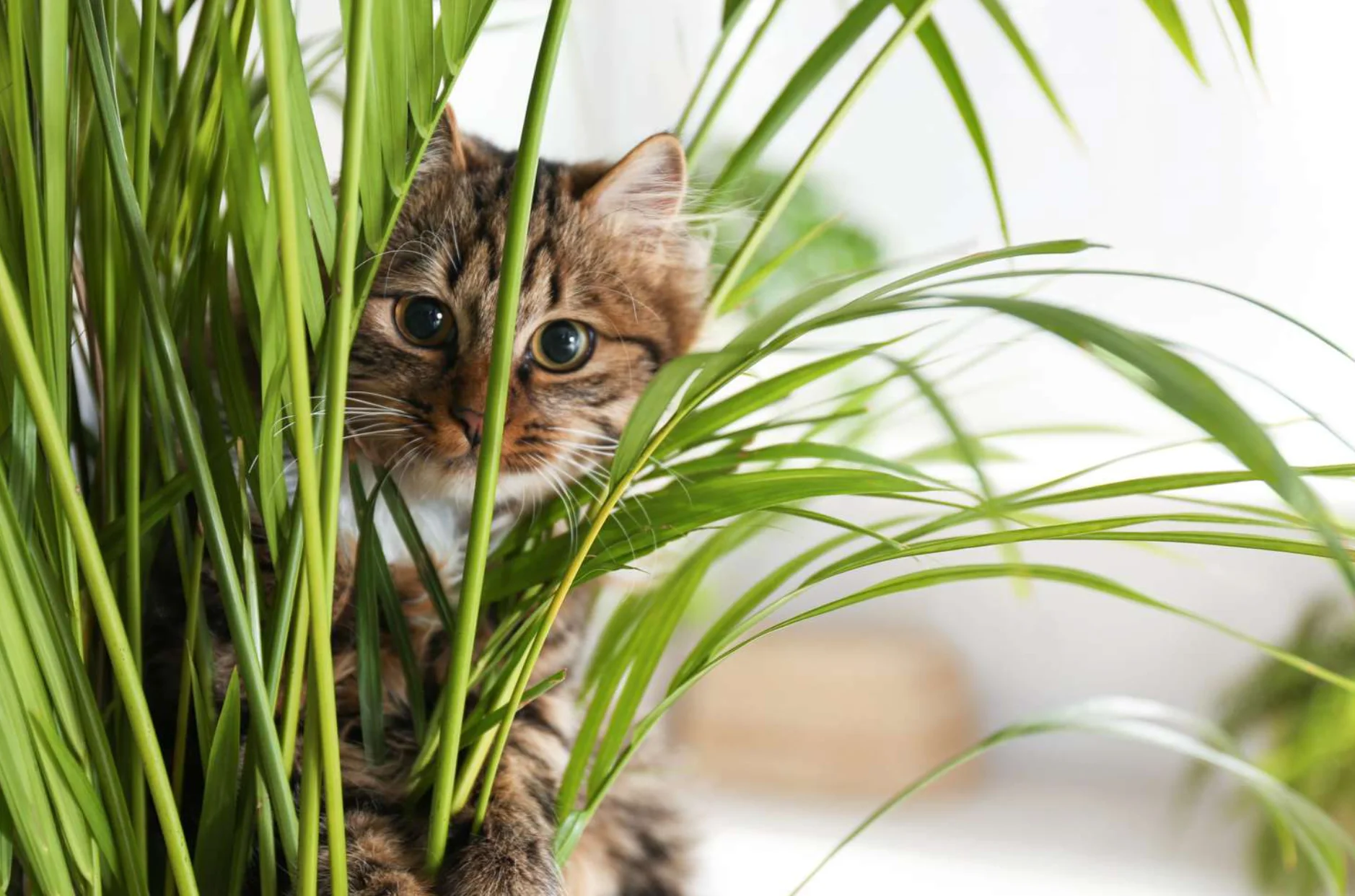 Are Spider Plants Toxic to Cats?