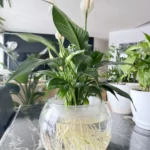 How Often to Water Peace Lily?