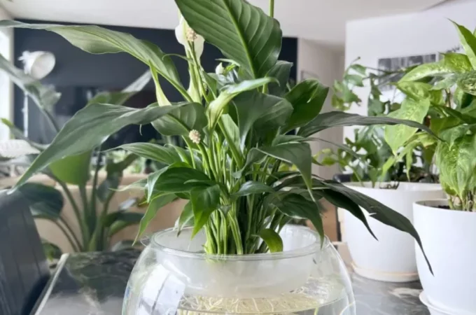 How Often to Water Peace Lily?