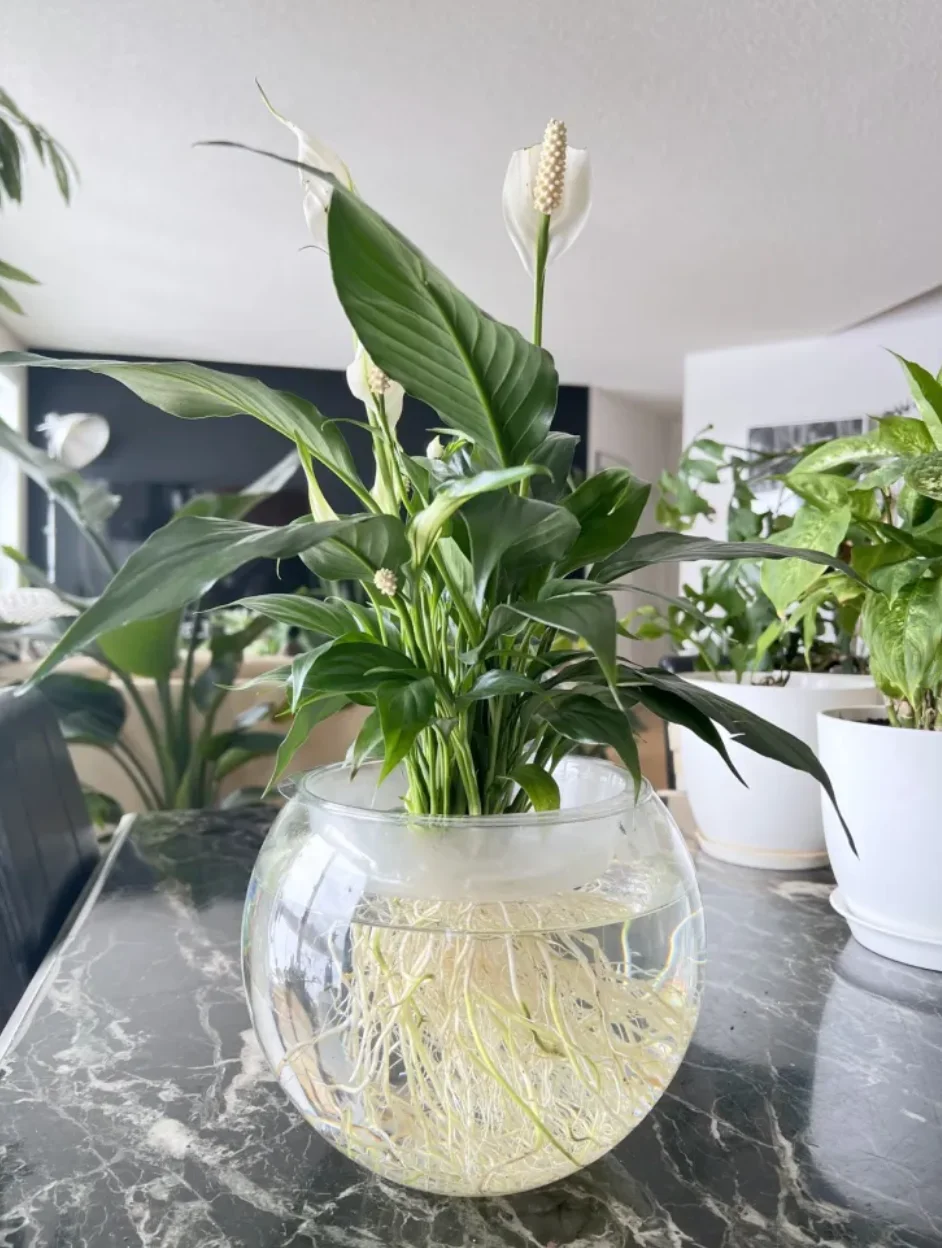 How Often to Water Peace Lily?