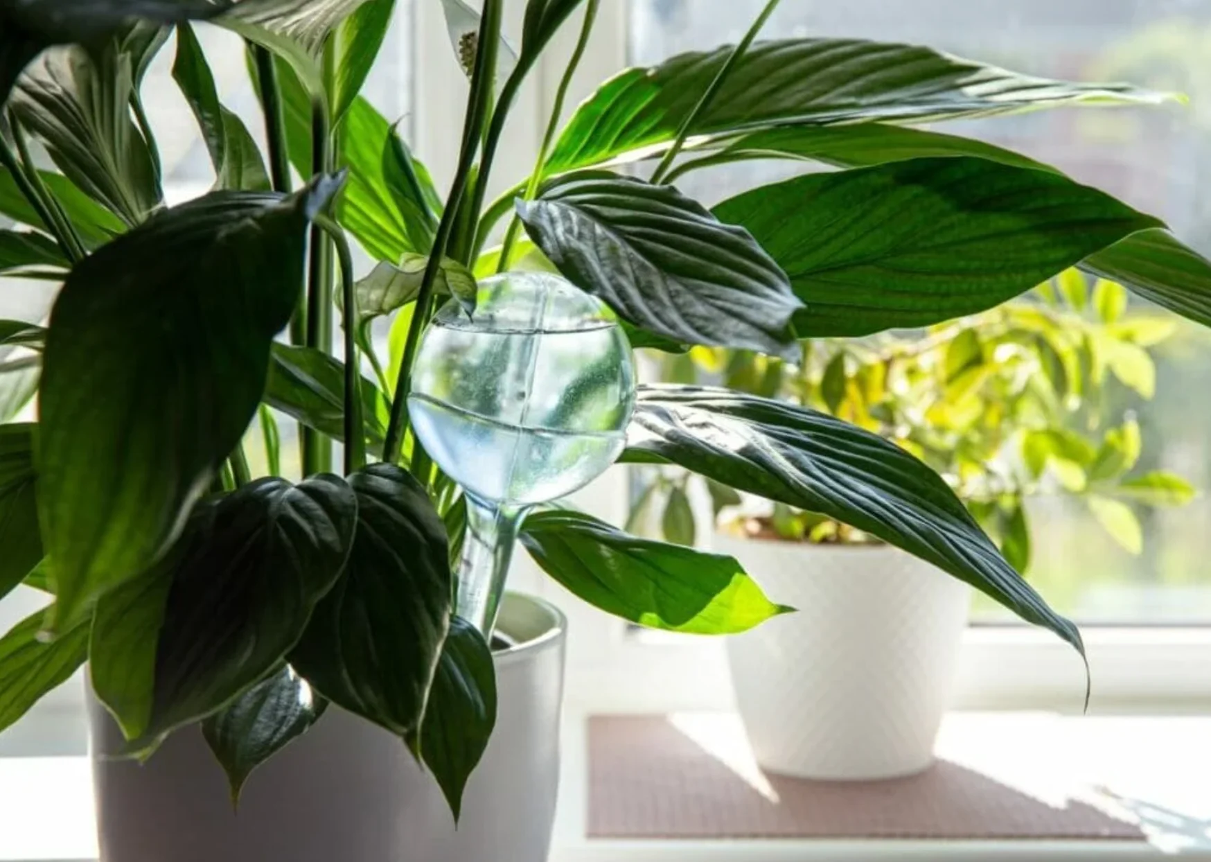 Important Peace Lily Watering Tips