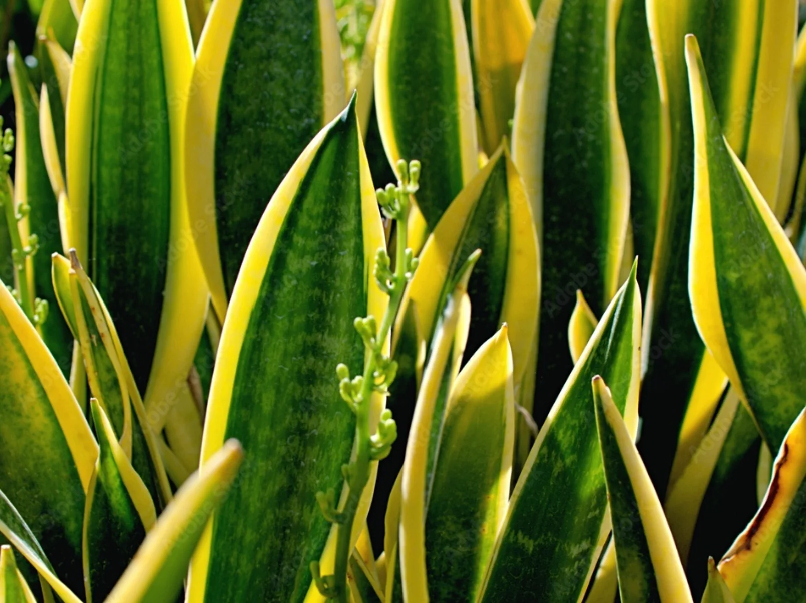 Dracaena trifasciatan