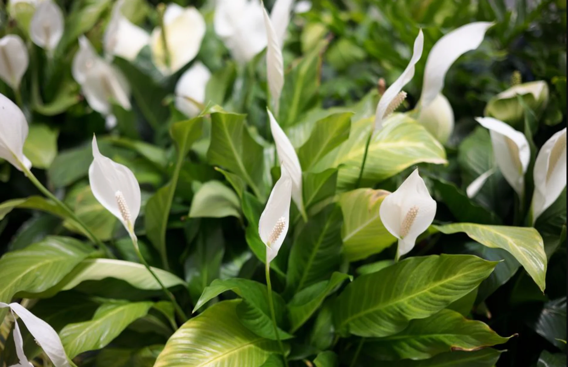 Are peace lilies toxic to dogs?