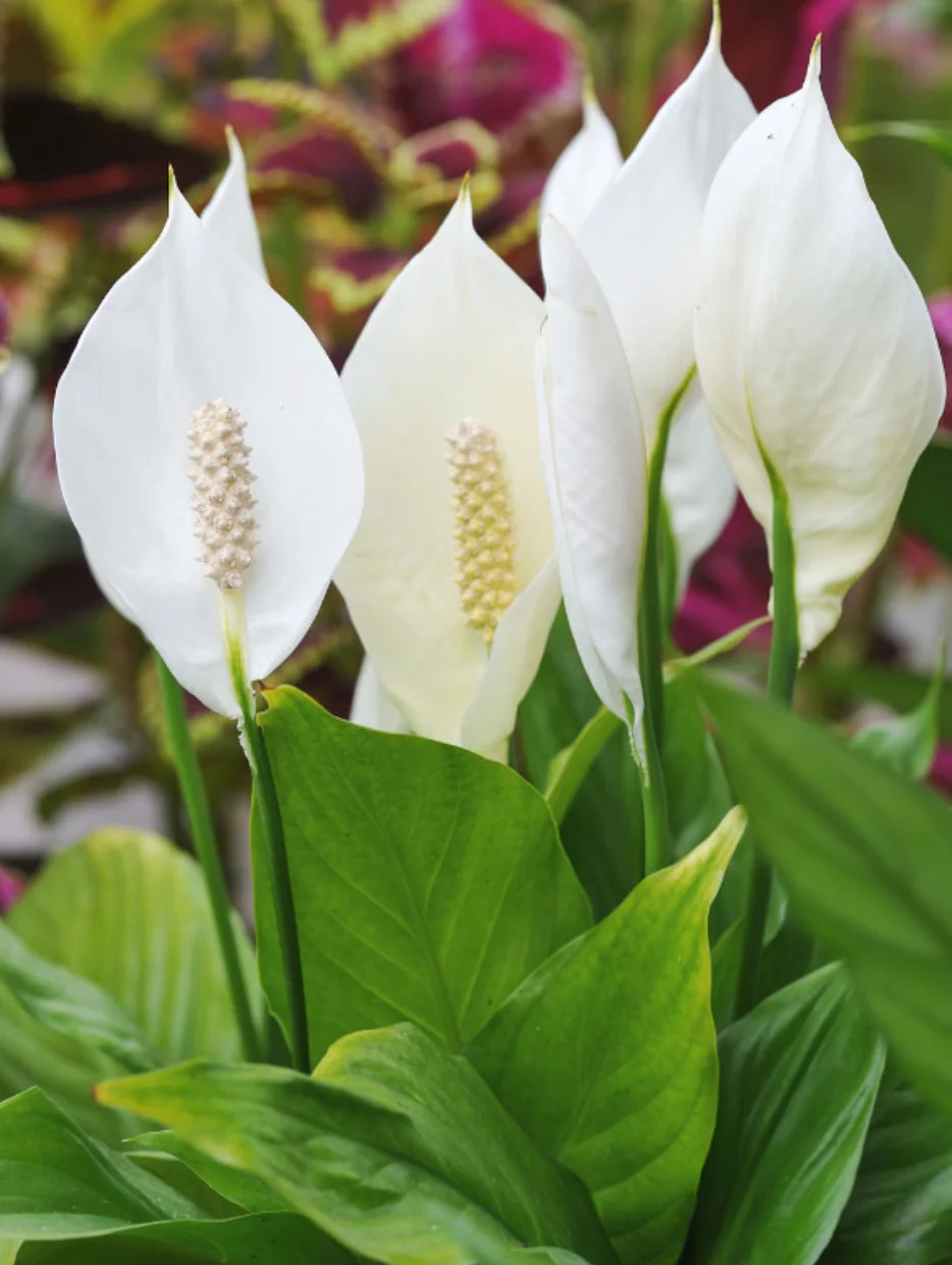 Are peace lilies toxic to dogs?