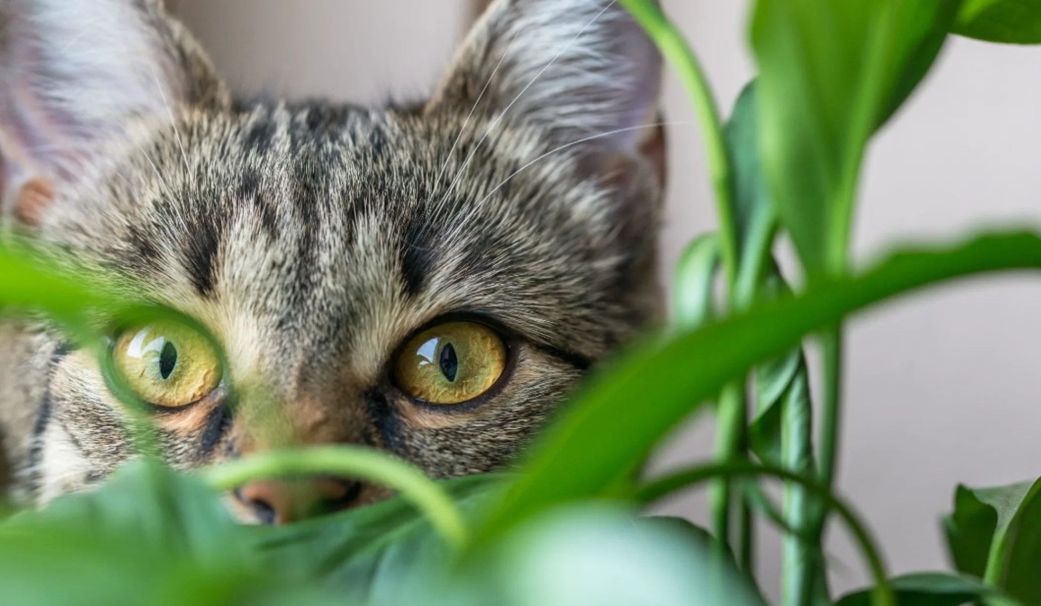 Are peace lilies toxic to cats?