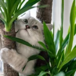 Are peace lilies toxic to cats?