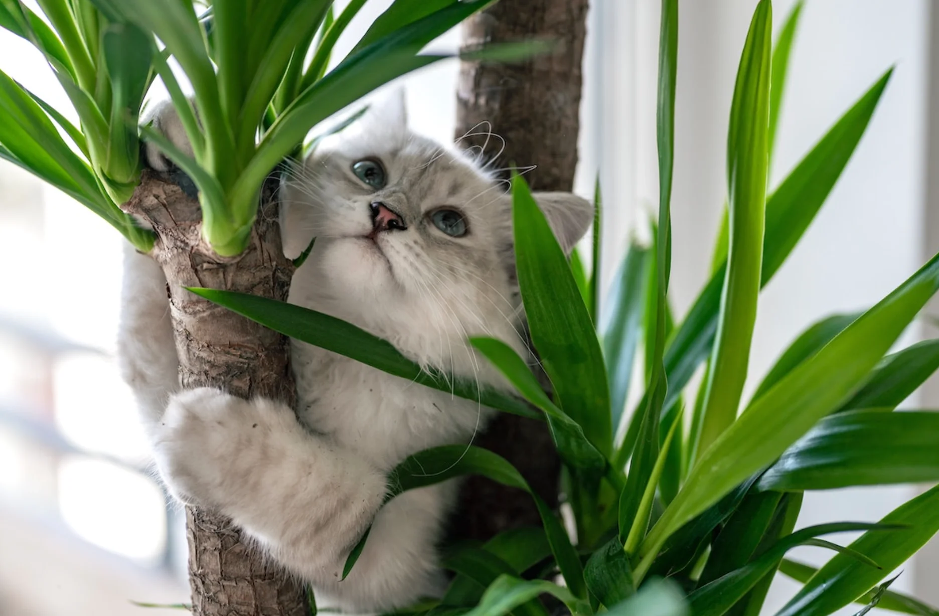 Are peace lilies toxic to cats?